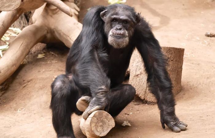 Great apes drive old leaders to their deaths: Pensioner murder in Pongoland | Regional