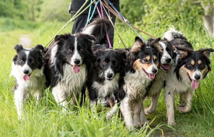 2023 – These are the changes for dog owners in Lower Austria – Pets