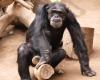 Great apes drive old leaders to their deaths: Pensioner murder in Pongoland | Regional