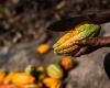 10% increase in the purchase price of cocoa