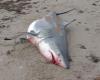 White shark stranded at Pointe-Sapin: “it’s very rare”, says a researcher